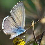 Cacyreus virilis